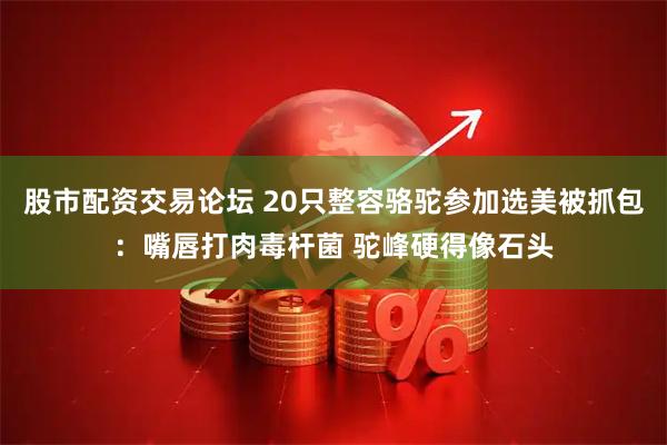股市配资交易论坛 20只整容骆驼参加选美被抓包：嘴唇打肉毒杆菌 驼峰硬得像石头